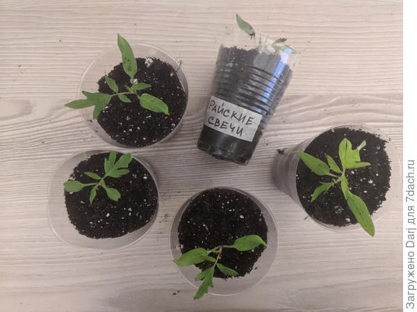 Райские свечи