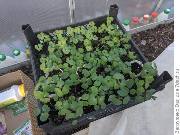 Аквилегия. Целый ящик нарос:)