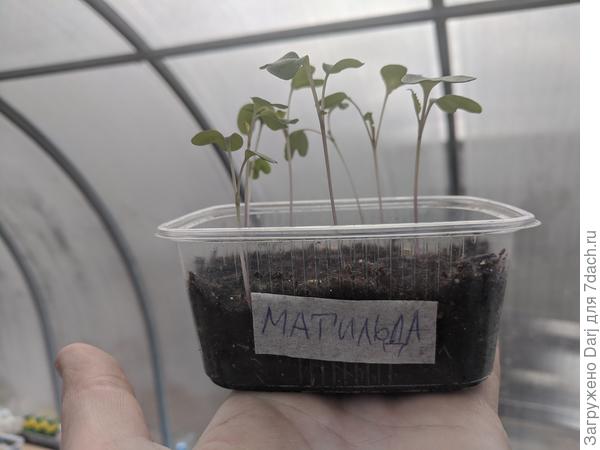 Матильда. 20 день от посева. Содержалась в квартире при температуре 23° при искусственном освещении