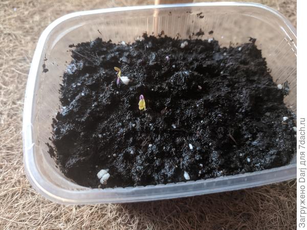 Первые всходы Матильды