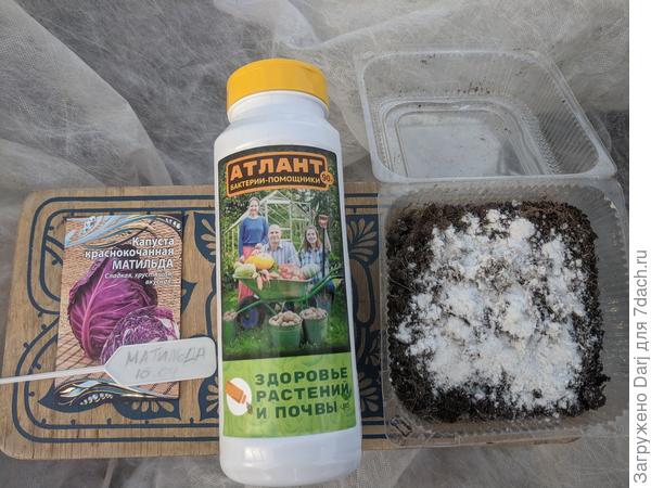 Посев капусты в теплице