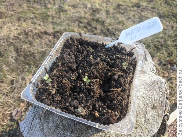 Всходы Матильды в теплице