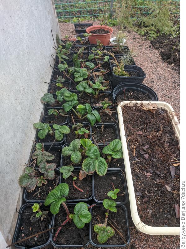 Вот только не помню, с кого усов настригла...