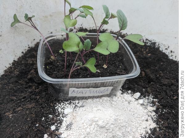 Перед пикировкой