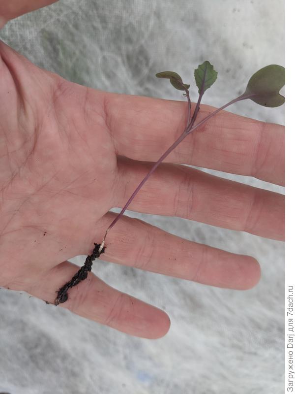 Всход с подозрительным повреждением