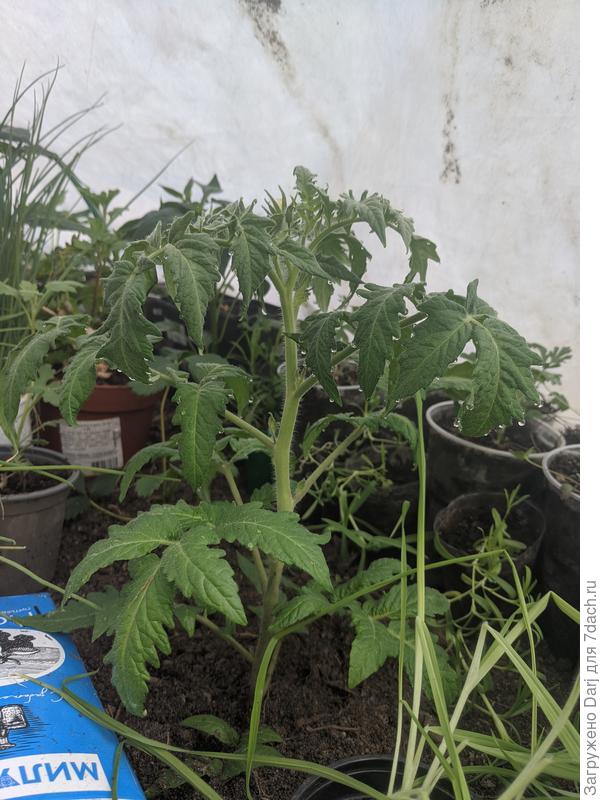 Пурпурное сердце на ПМЖ. Цветёт.