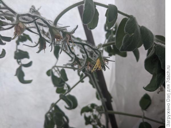 А Фуззи-Вуззи (не гном), посеянный из хулиганских побуждений в январе завязал помидорки!