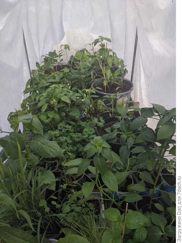 Под дугами и спанбондом в 4 слоя все переселенцы перенесли несколько минусовых ночей. Выглядело это примерно так