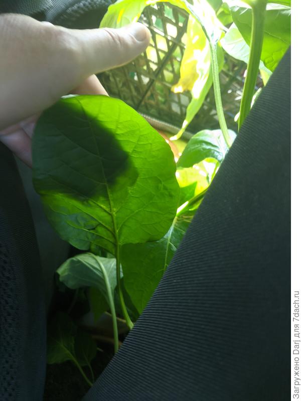 Листья пониже