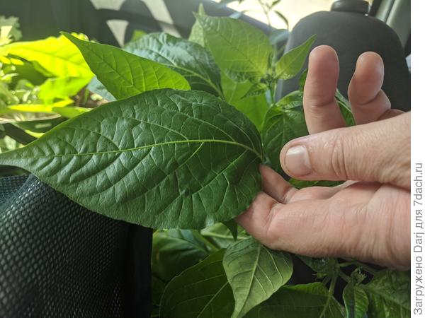 Верхние листья