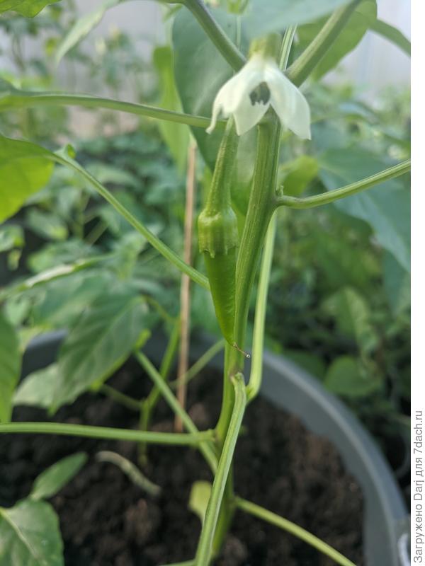 Из семян магазинного полуострого