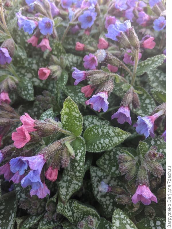 Шмелиное пастбище