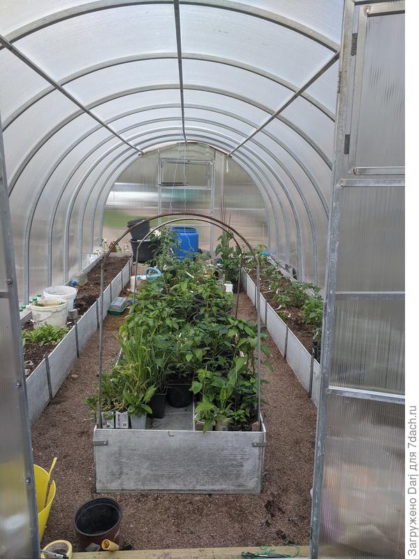 Средний ряд заставлен стаканами с рассадой. Две недели она зимовала пол дугами и спанбондом