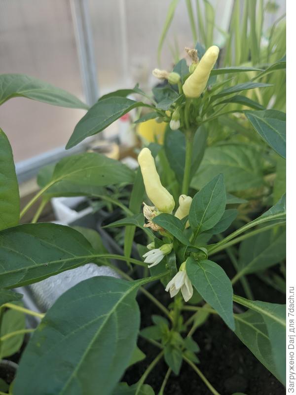 Огонь прерий