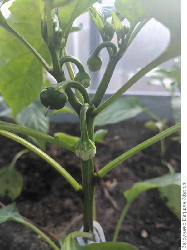 Перчики! Овечий нос