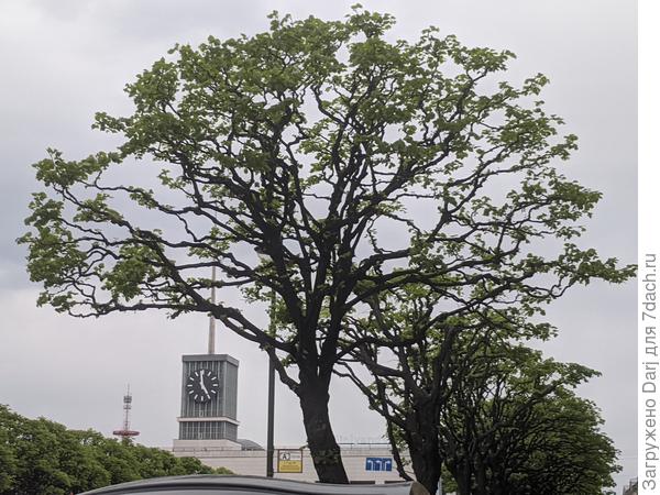 Яркая молодая зелень.