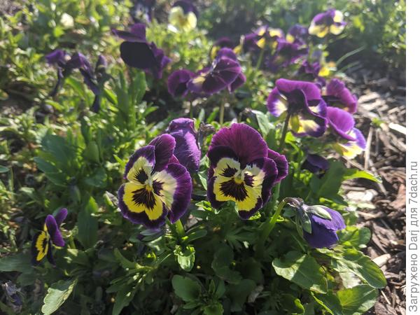 Вот такие мордастенькие анютки