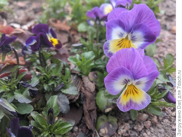 Очень нежный самосев рогатой фиалки обнаружился