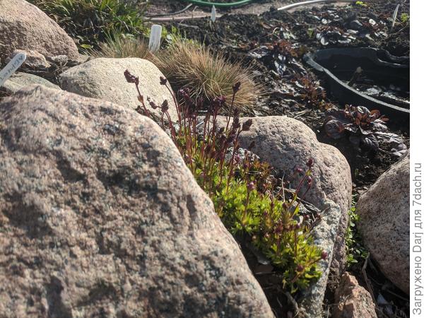 Камнеломка камни ломает:)