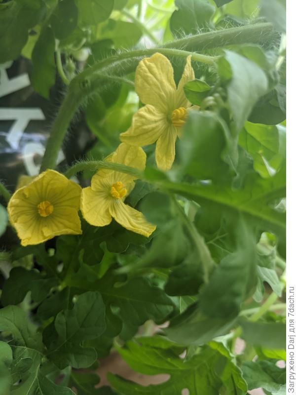 Арбуз. Цветы пока только мужские. Никаких надежд на него не возлагаю. Просто оконный цветок:)