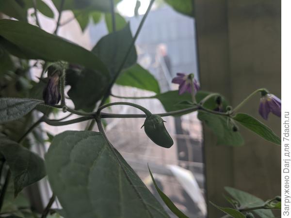 Перец сортогруппы Рокото. Вообще-то перчики я ждала в следующем году