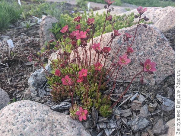 Какая-то камнеломка из семян