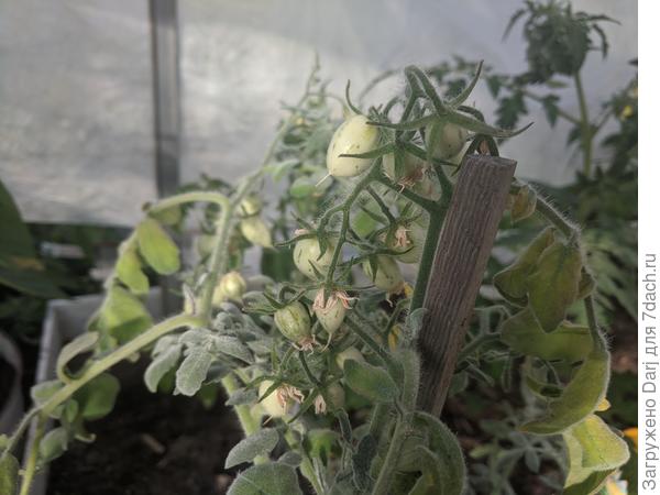 Фуззи-Вуззи