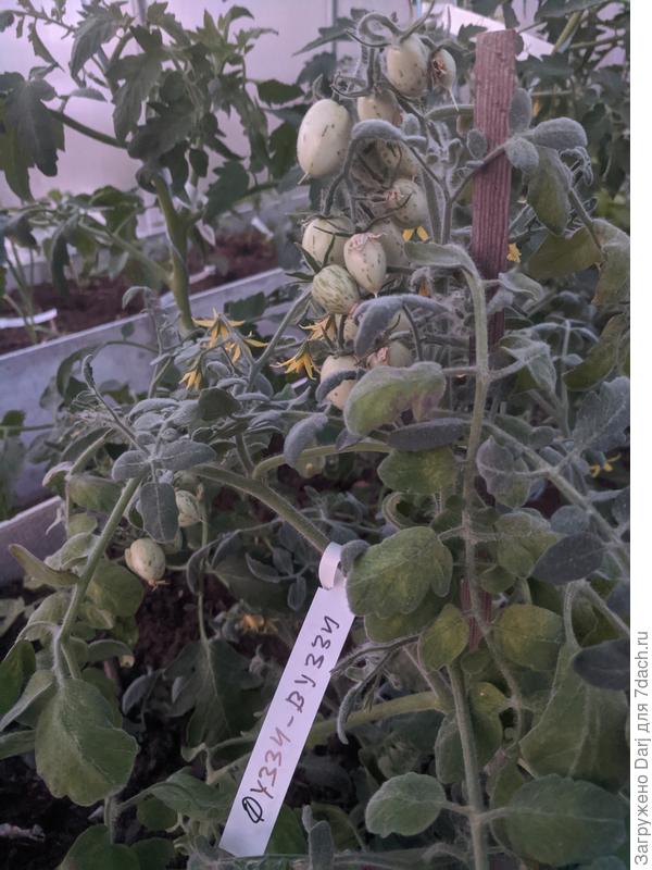 Первые томаты на подходе. Дразню соседей