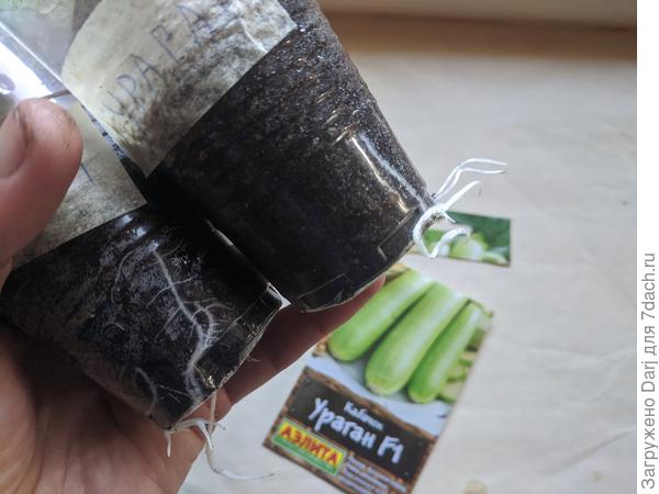 Корни полезли наружу