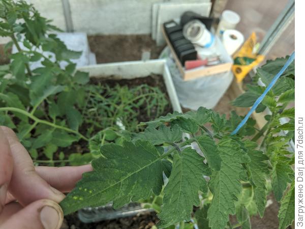 Наименее пораженный лист