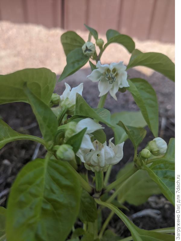 Перцы тоже цветочки! Алма паприка какая-то