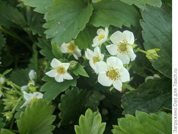 Клубника. Та, что попозже не померзла