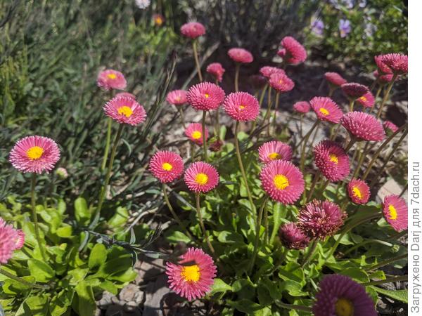 Маргаритки