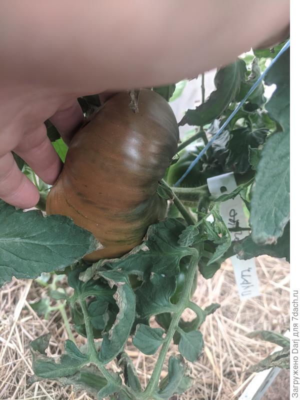 Он же неделю назад