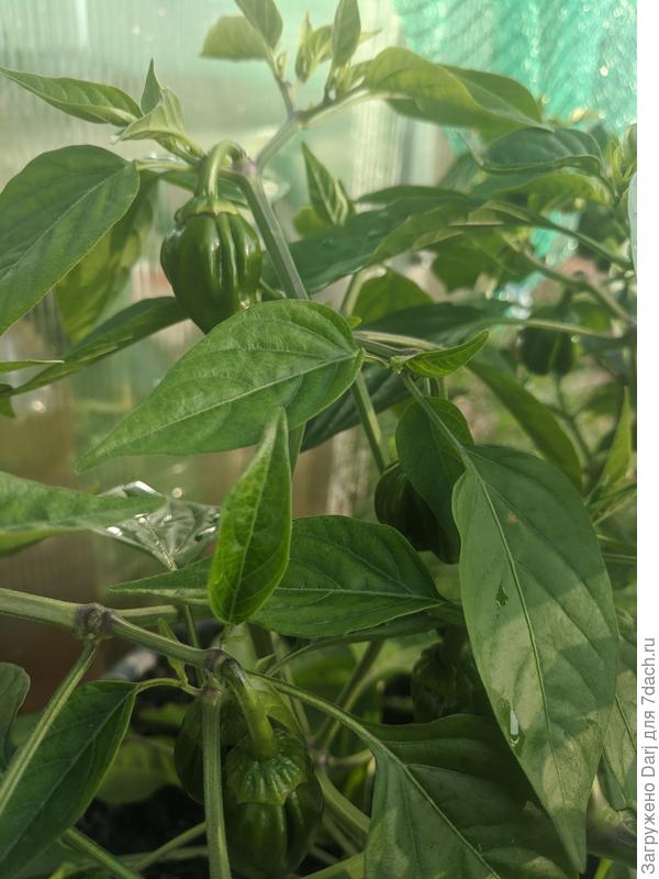 Какой-то острый без названия