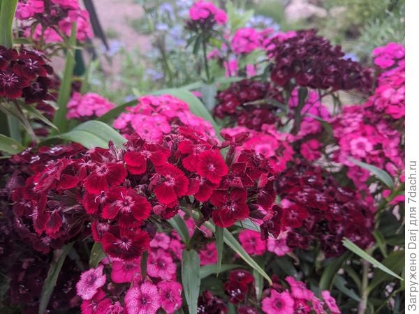 Турецкая гвоздика