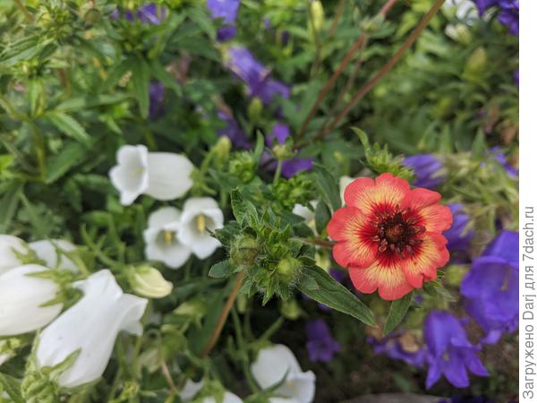 Какая-то лапчатка и колокольчик Чашка-с-блюдцем