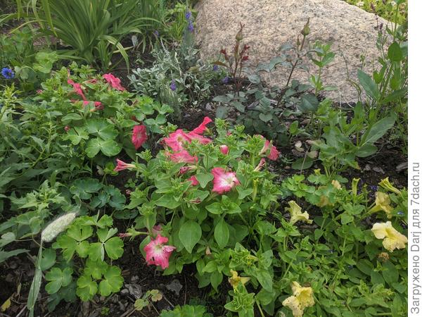 И вот после того же дождя. Сорта не помню. Но разницу видно