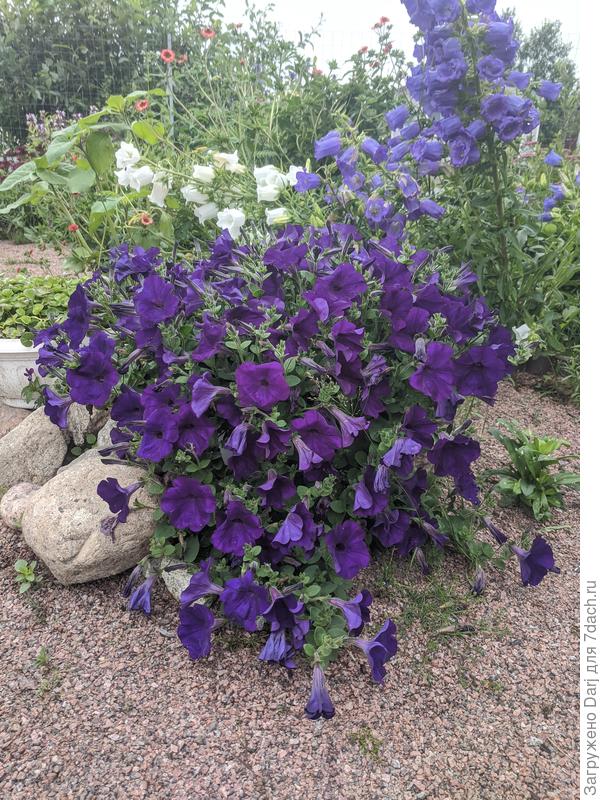 Опера синяя