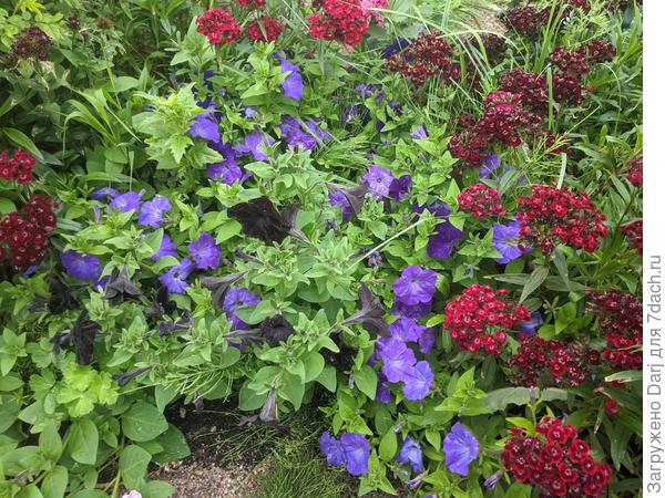 Эта тоже хороша после дождя. Сортосерия Изи