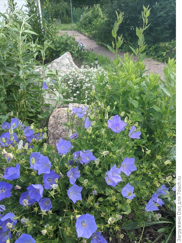 Карпатский колокольчик