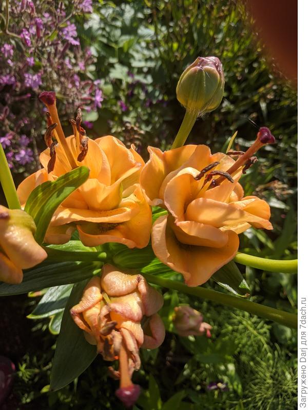 Лилия Априкот фьюджи