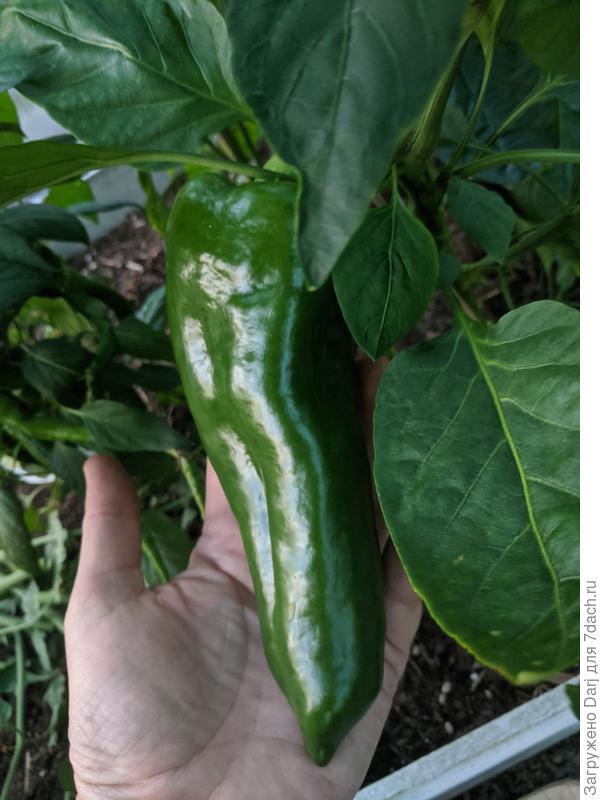 Крокодил Гена. Один, зато какой 😂