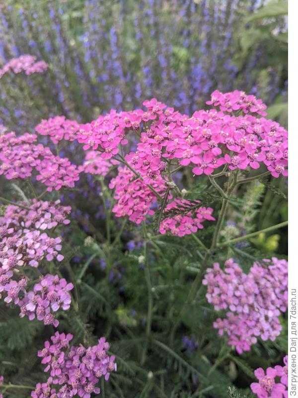 Тысячелистник и иссоп. Цветут всё лето