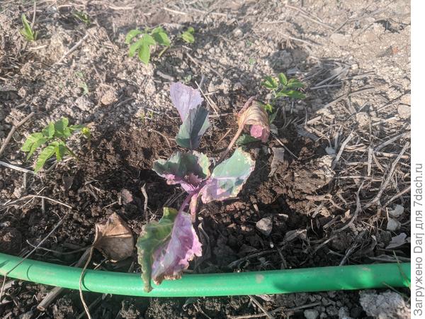 Приболевшая Матильда