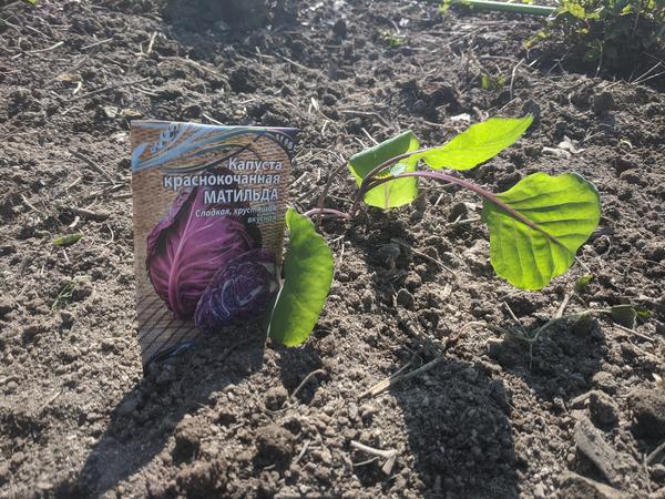 Начало самостоятельного пути