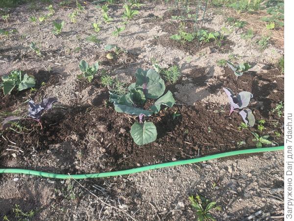 Матильда через месяц после высадки в грунт