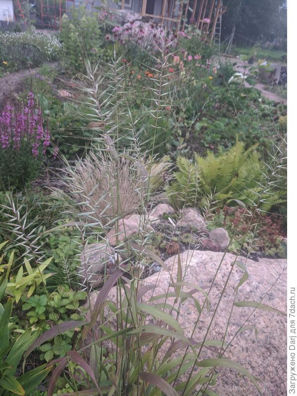 Юная шероховатка