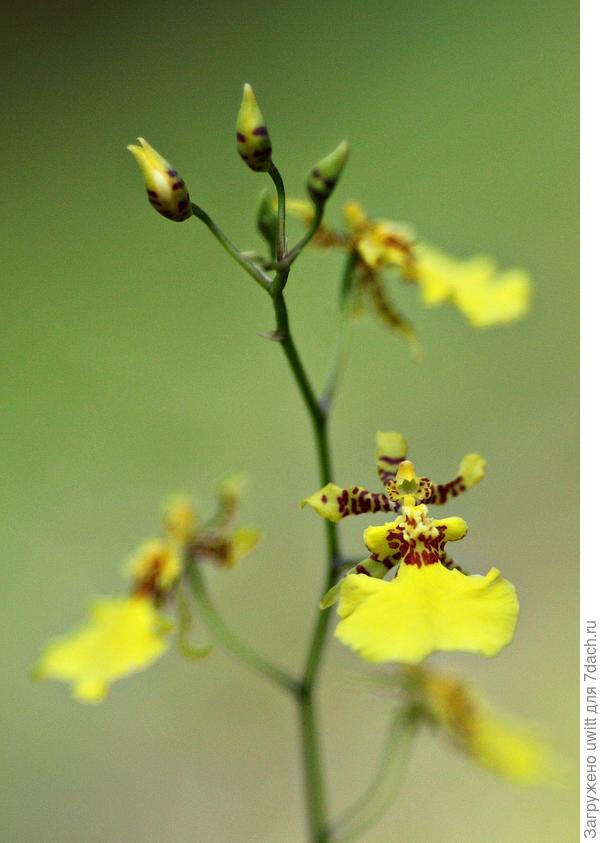 Этот цветок точно с рубль размером