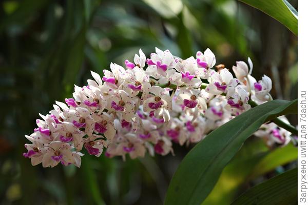 С гроздь сирени